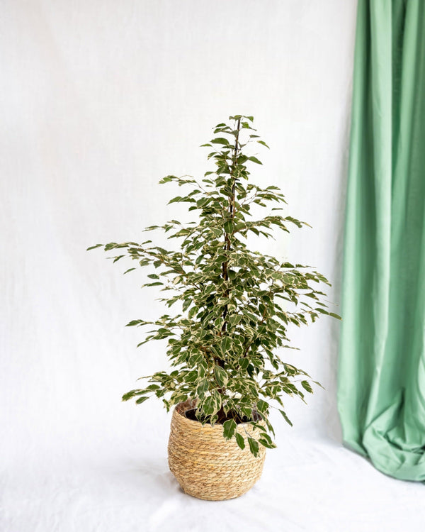 Entretien - Ficus Benjamina Twilight: Guide pratique