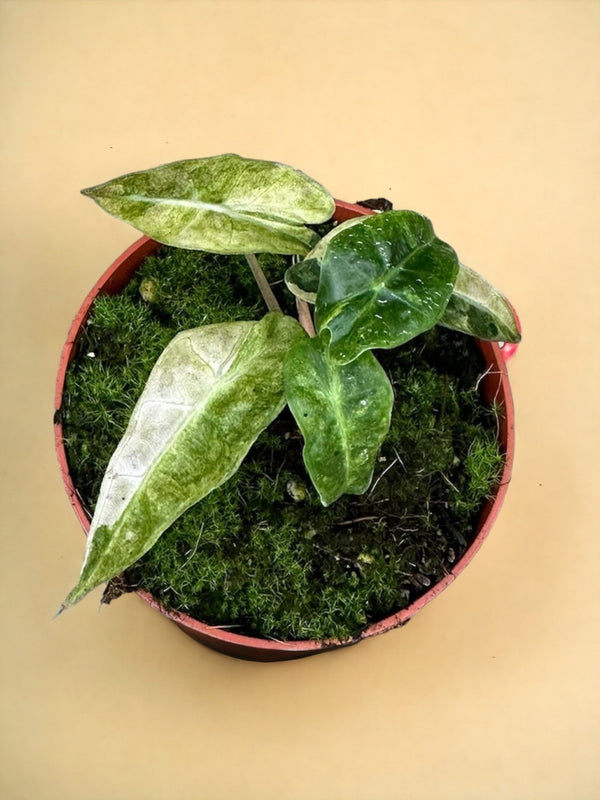 Entretien - Alocasia Polly Yellow Variegata: Guide pratique - La Green Touch