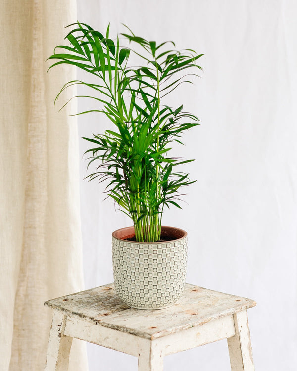 Entretien Chamaedorea Elegans - La Green Touch