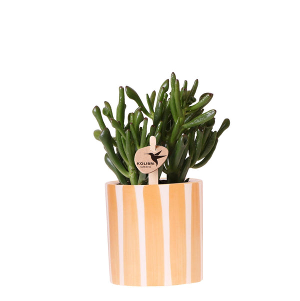 Entretien - Crassula Hobbit: Guide pratique - La Green Touch