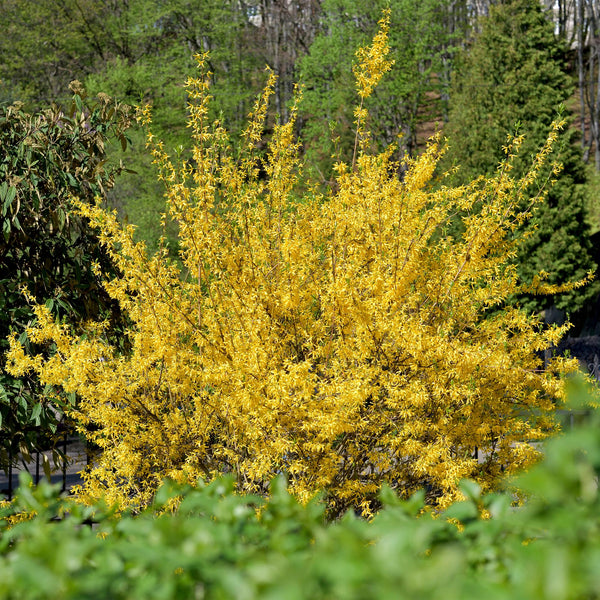 Entretien - Forsythia Intermédiaire (Forsythia x intermedia) : Guide pratique - La Green Touch