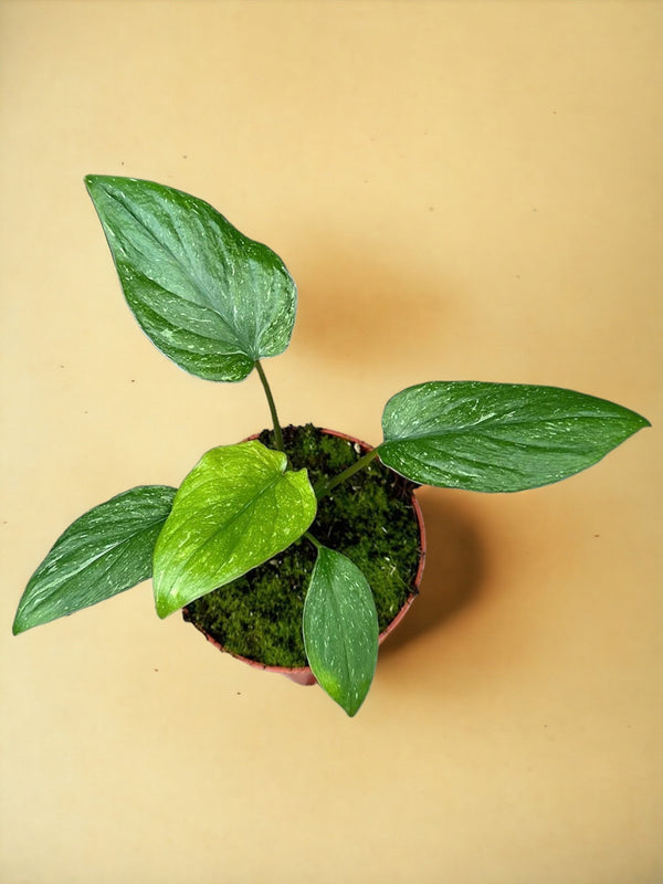 Entretien - Homalomena Stardust: Guide pratique - La Green Touch