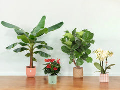 Assortiment Plantes + Pot - La Green Touch