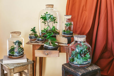 Terrariums montés