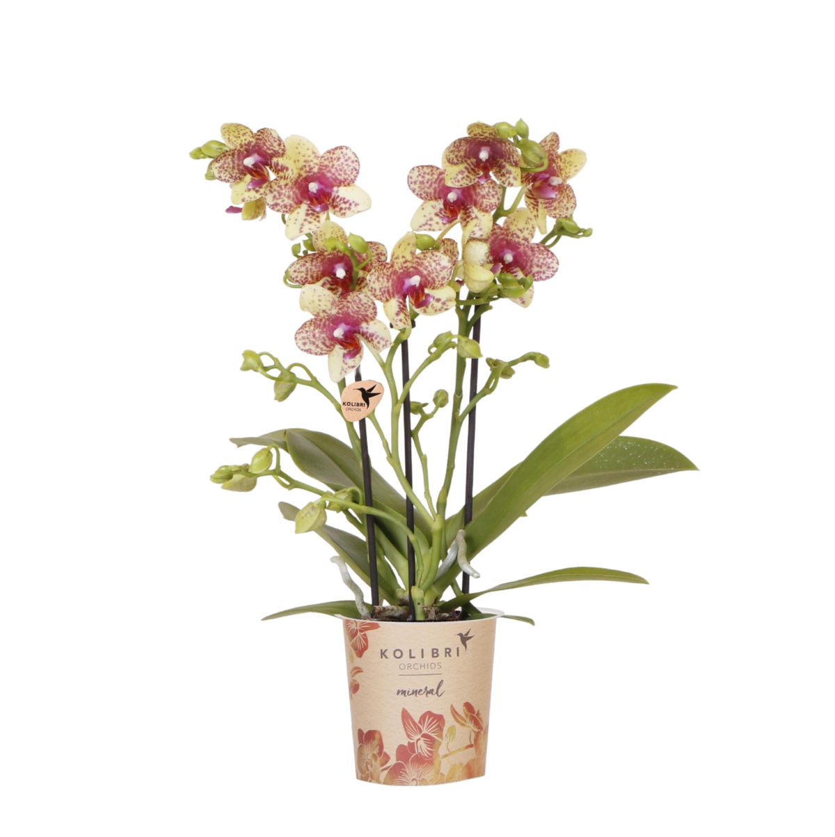 Orchidée Phalaenopsis orange et jaune Mineral Grosseto - H 33 cm, pot Ø9 cm