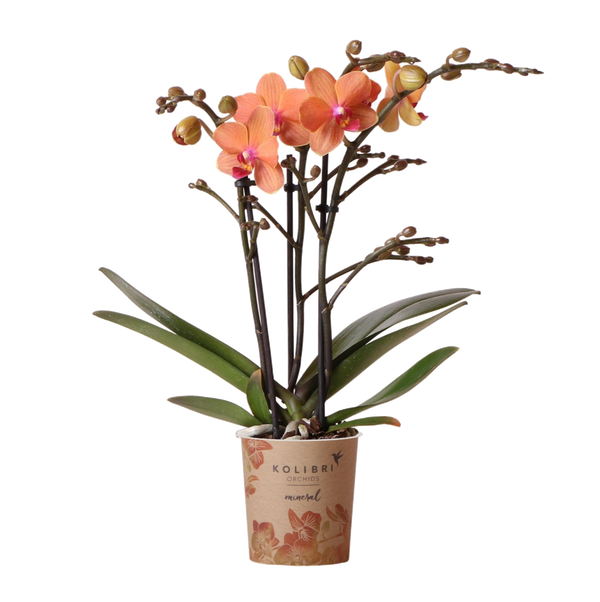 Orchidée Bolzano orange - Phalaenopsis - H 35 cm, pot Ø9 cm
