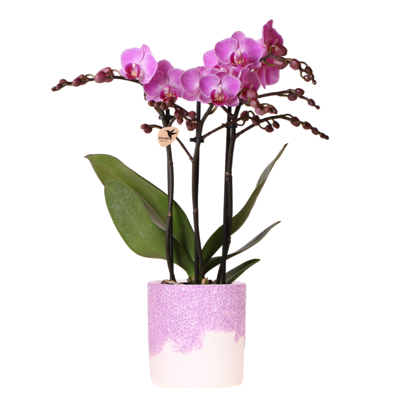 Orchidée Phalaenopsis violette Mineral Vienna avec cache-pot Bloom lilas - H 40 cm, pot Ø9 cm