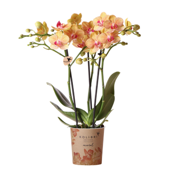 Orchidea arancione e il suo vaso da fiori - h35cm, Ø9cm