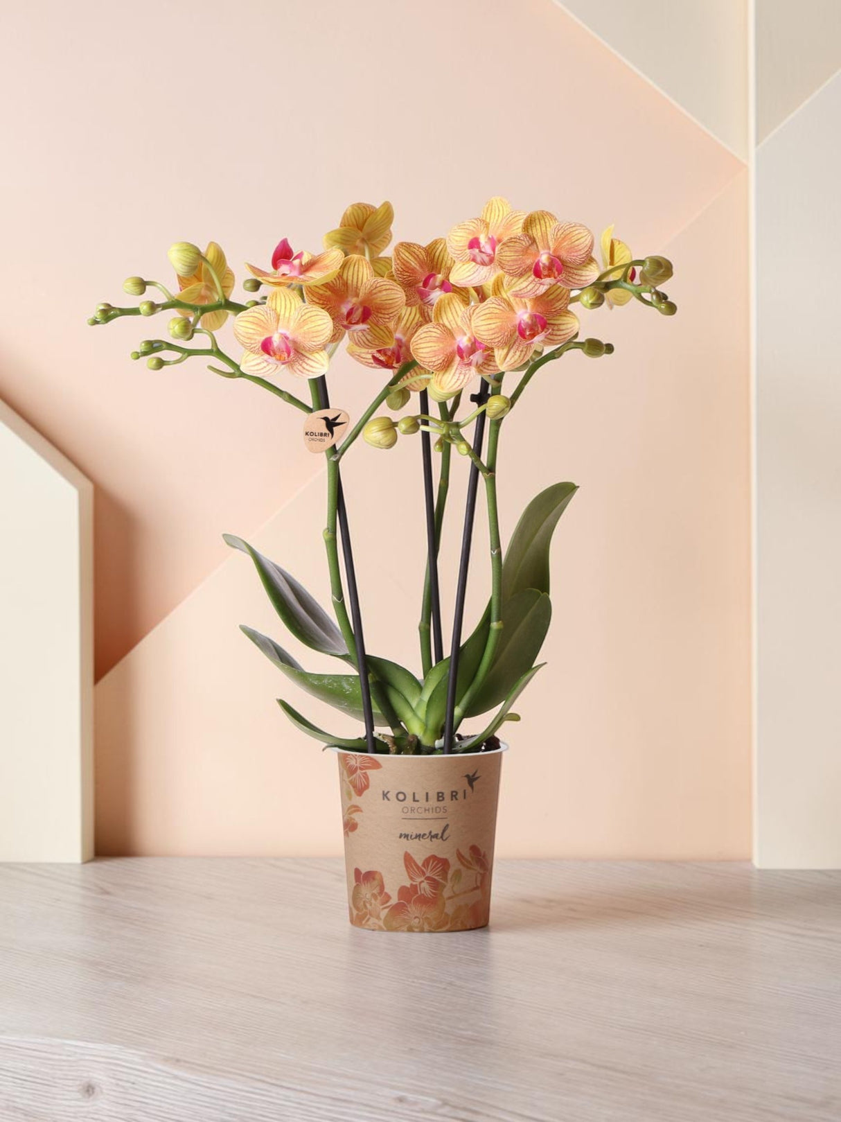 Orchidea arancione e il suo vaso da fiori - h35cm, Ø9cm
