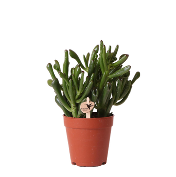 Crassula Hobbit h18cm - succulenta