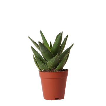 Aloe Brevifolia h20cm - succulenta