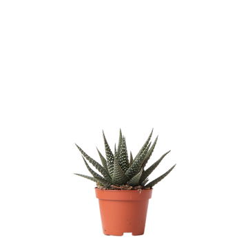 Haworthia Altezza Reale h11cm