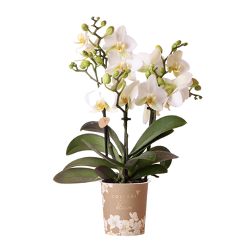 Orchidea bianca - Ø9cm - pianta da interno