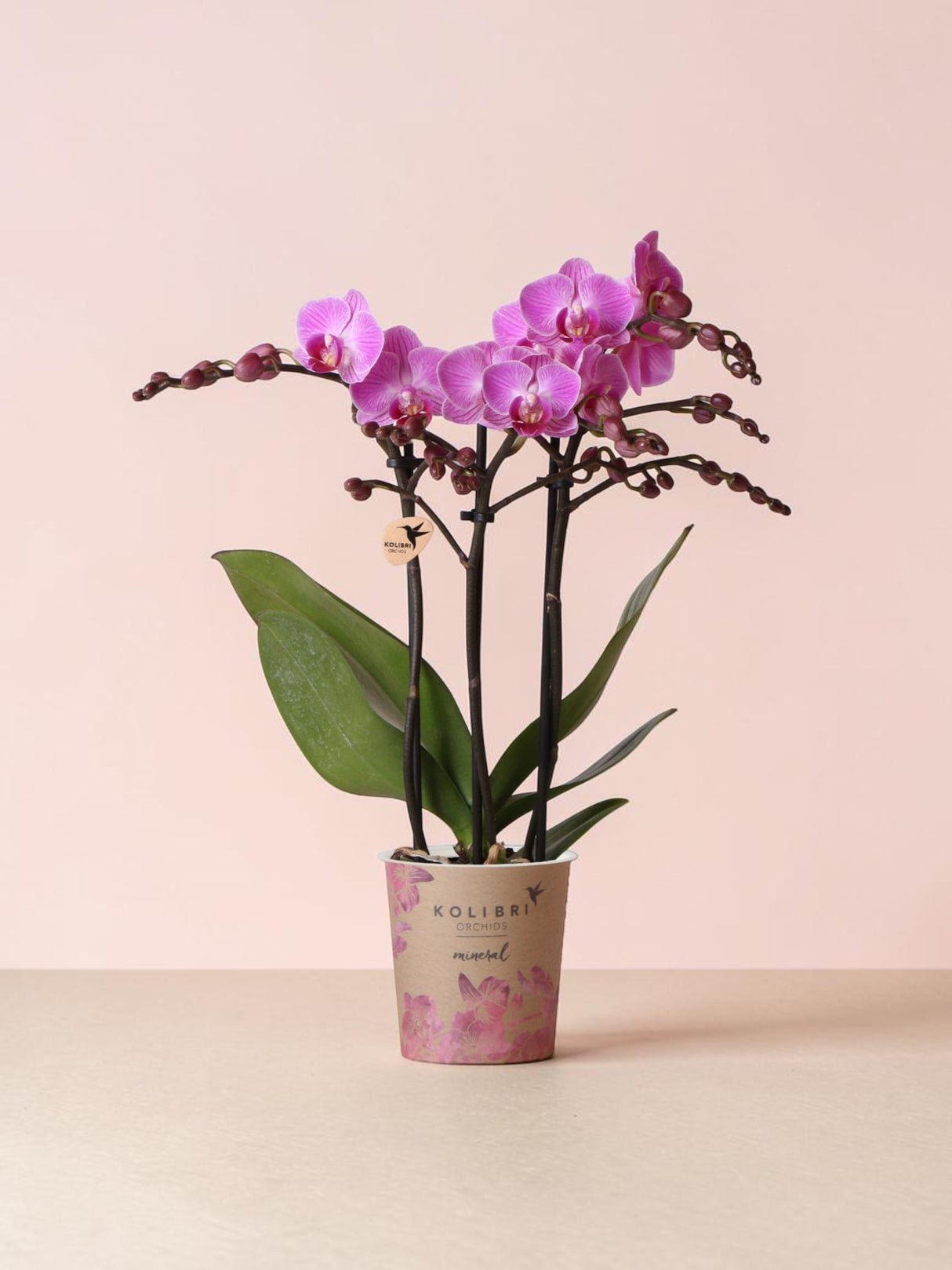 Orchidea rosa - Ø9cm - pianta da interno