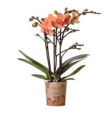 Orchidea Phalaenopsis arancione - Ø9 cm - pianta d'appartamento in fiore