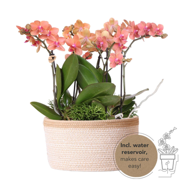 Set di 3 orchidee arancioni e 3 Rhipsalis in un cestino di cotone con serbatoio per l'acqua
