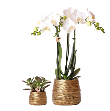 Duo White Phalaenopsis Orchid e Crassula Ovata e le loro fioriere in ceramica dorata