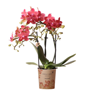 Orchidea Phalaenopsis rossa - Congo - pianta d'appartamento fiorente