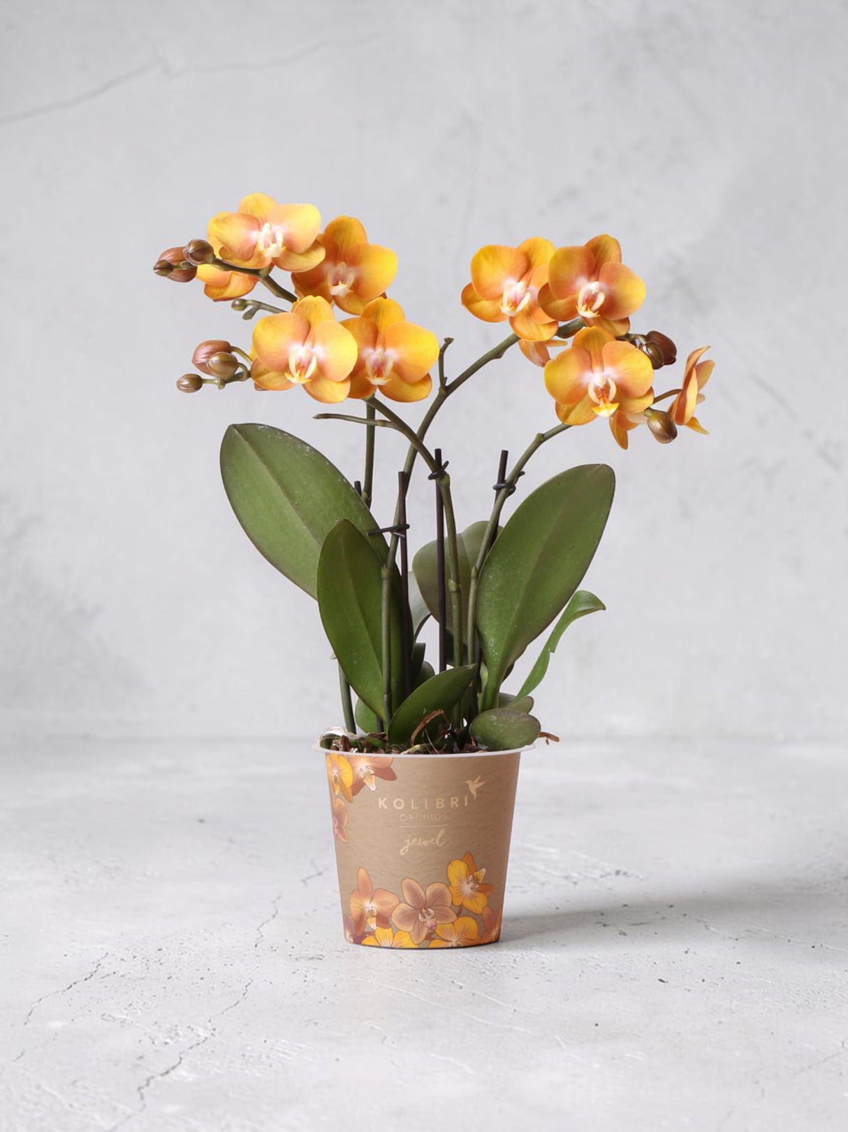 Orchidea Phalaenopsis arancione - Jewel Las Vegas - Pianta da fiore