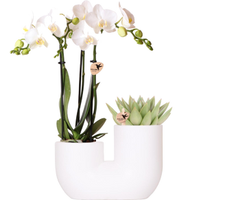 Amabilis e orchidea succulenta in vaso decorativo bianco