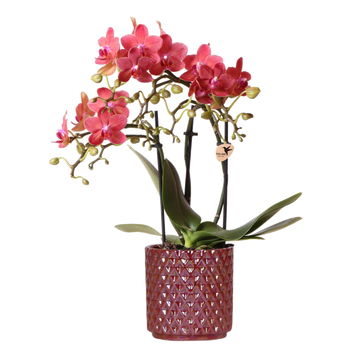 Orchidee Kolibri | rode orchidea phalaenopsis Congo + Pearl Pot rosso - vaso Ø9cm | bloeiende kamerplant - vers van de kweker
