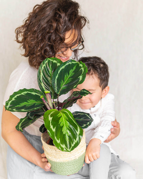 Medaglione Calathea