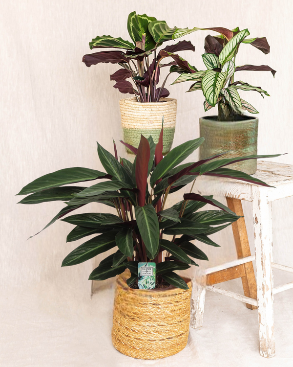 Trio di Calathea: mamma pianta