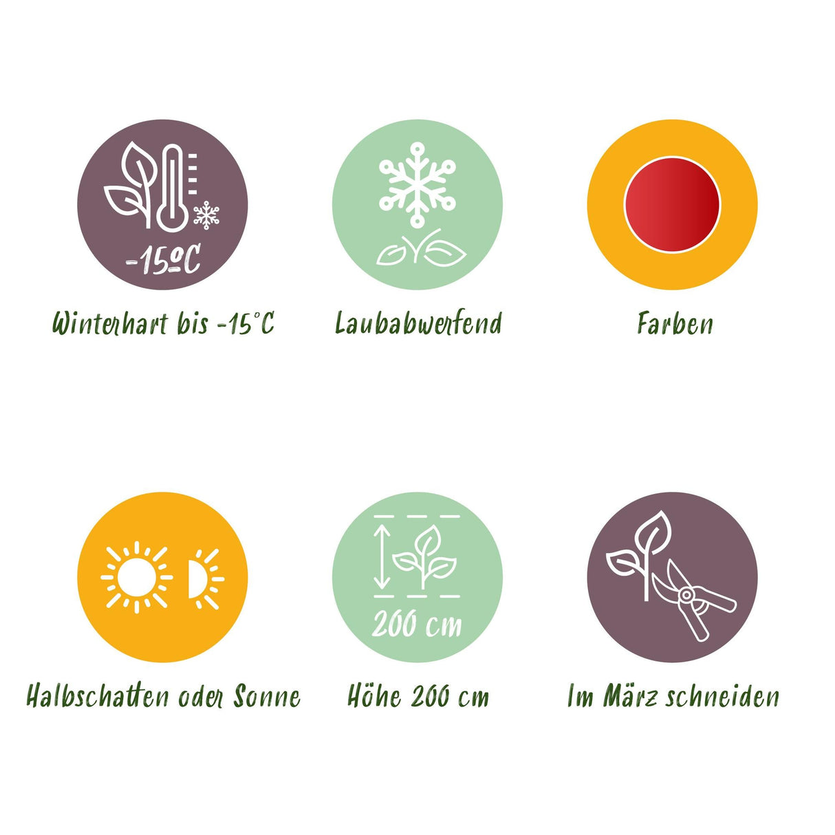 Livraison plante Acer palmatum Beni - maiko – Pot 12 cm – Hauteur 35 cm