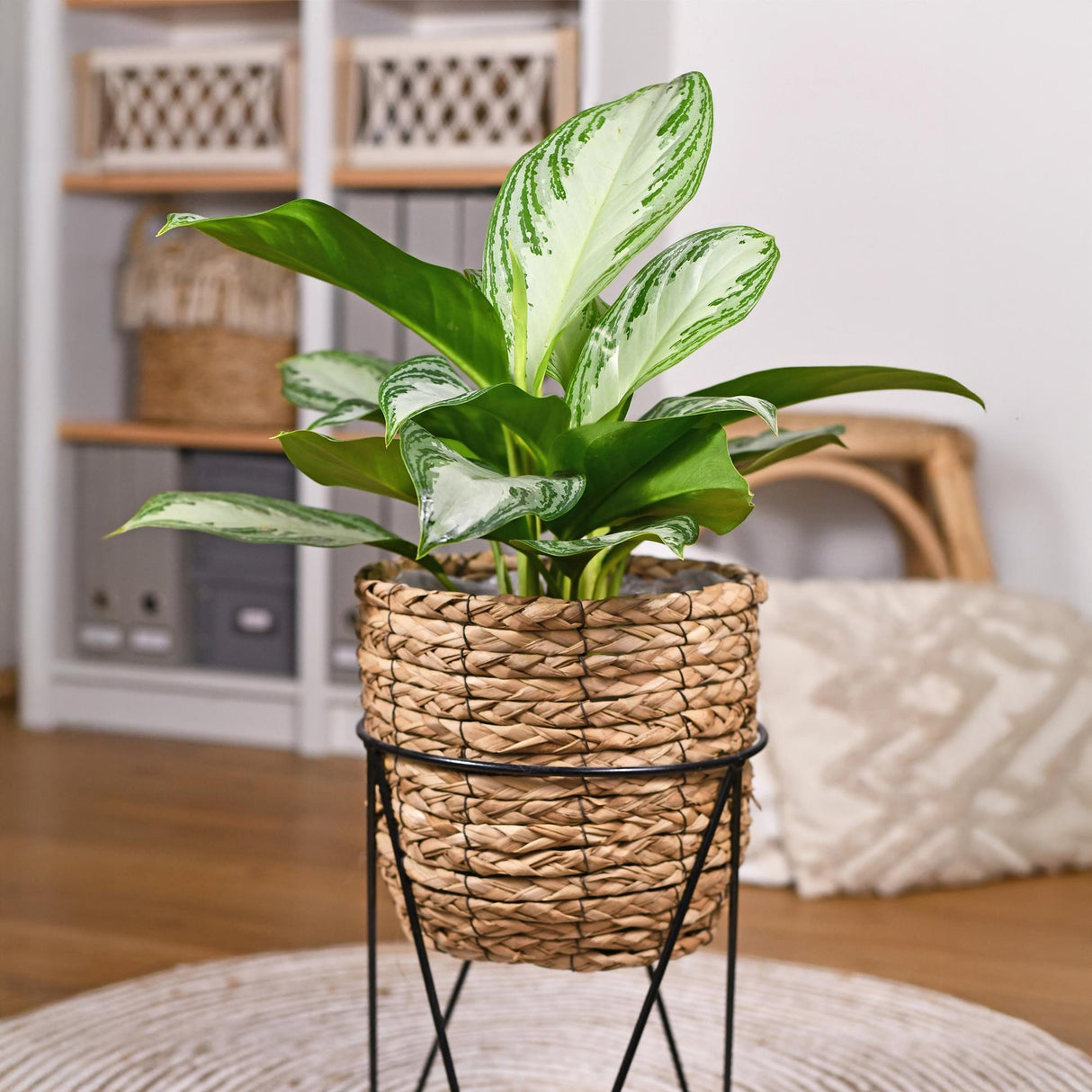 Livraison plante Aglaonema Silver Bay – Lot de 2 – Pot 17 cm – Hauteur 70 cm