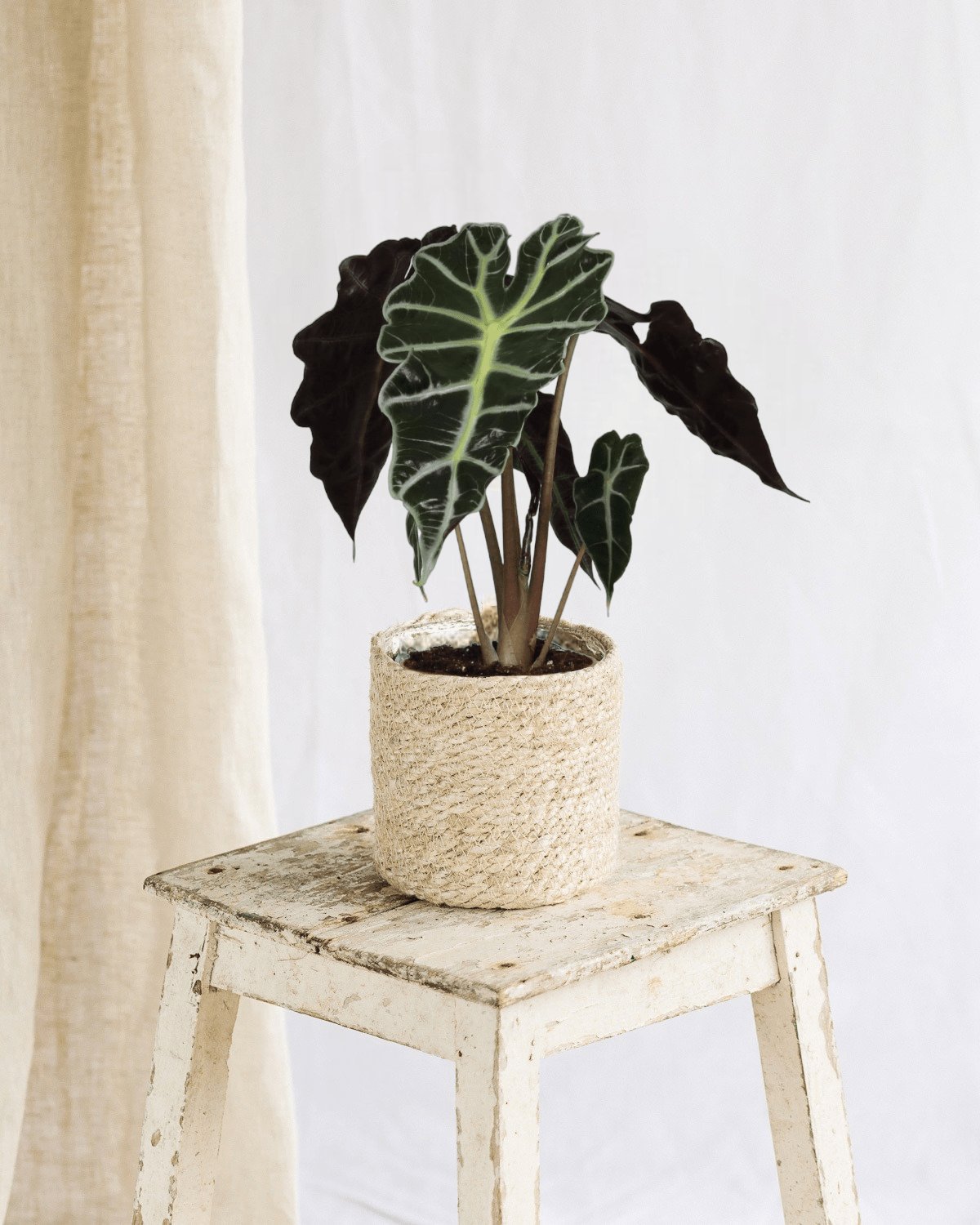Livraison plante Alocasia Polly