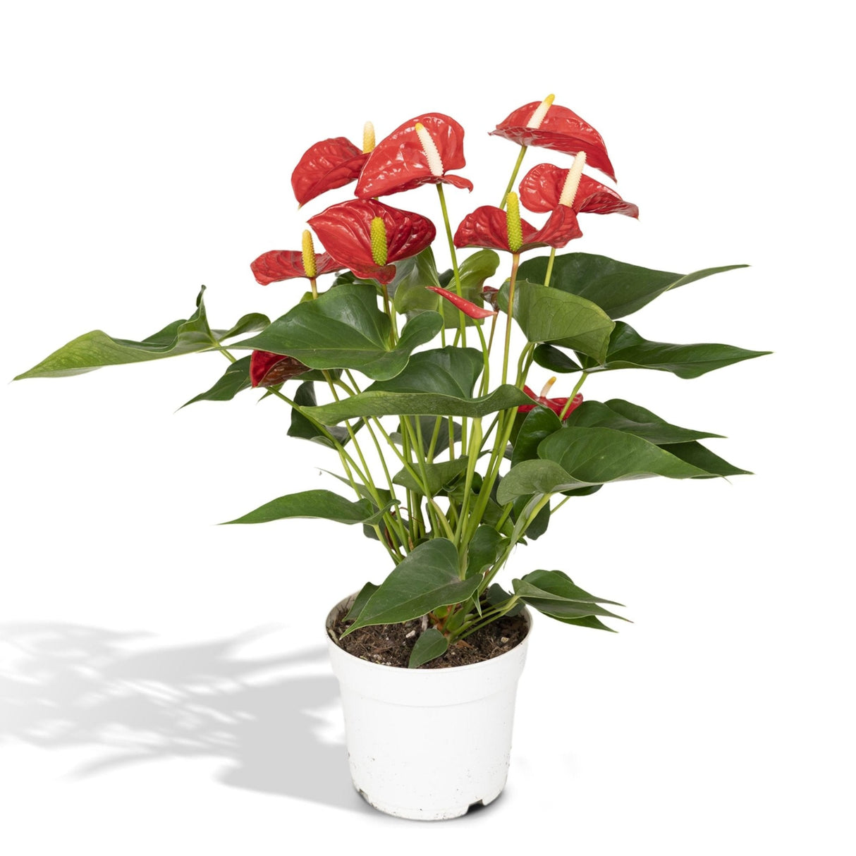 Livraison plante Anthurium Rouge h55cm