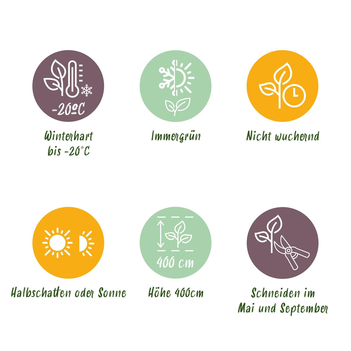 Livraison plante Buis Sempervirens – Lot de 6 – Pot 17 cm – Hauteur 45 cm