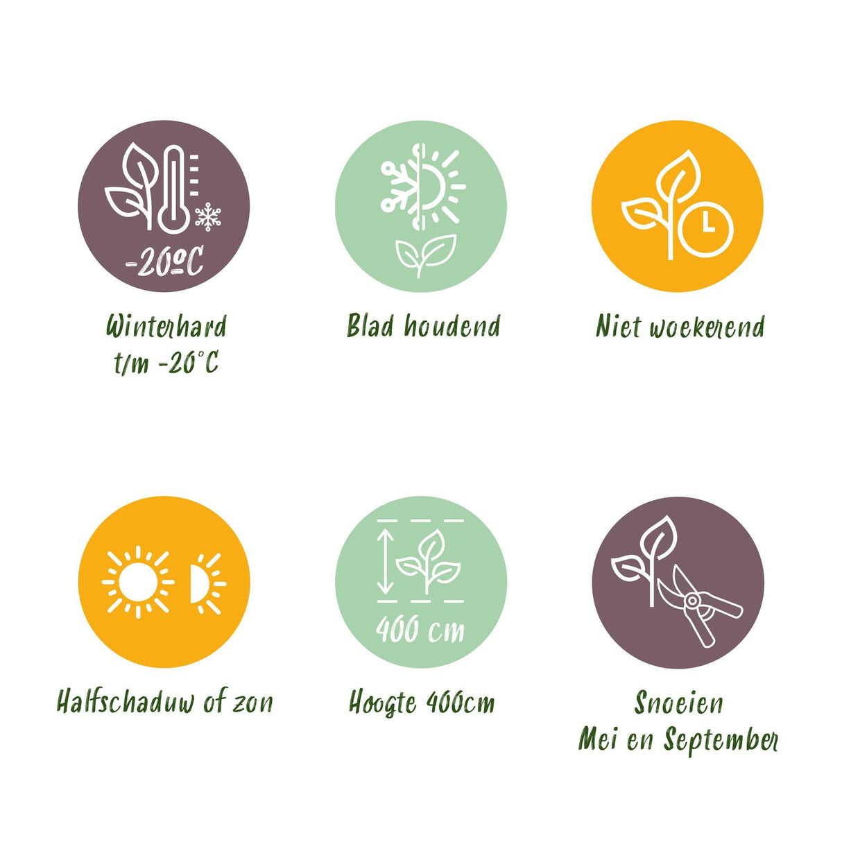 Livraison plante Buis sempervirens – Lot de 8 – Pot 9 cm – Hauteur 20 - 25 cm