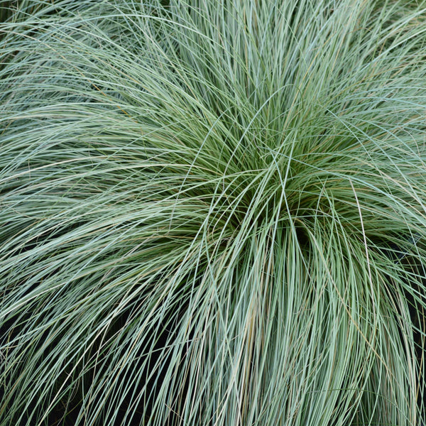 Livraison plante Carex comans Frosted Curls – Pot 17 cm – Hauteur 50 cm
