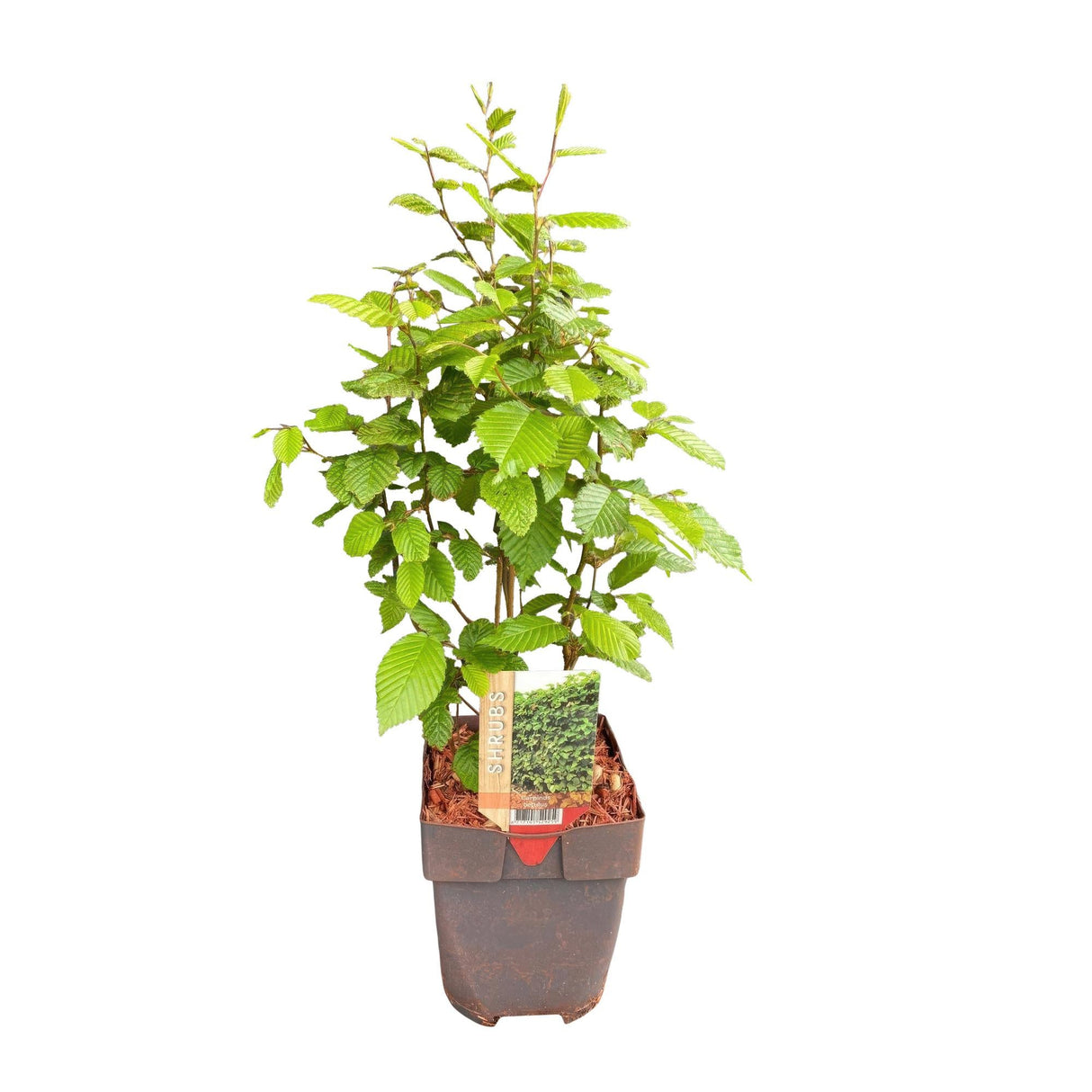 Livraison plante Charme Carpinus betulus – Lot de 6 – Hauteur 55 cm