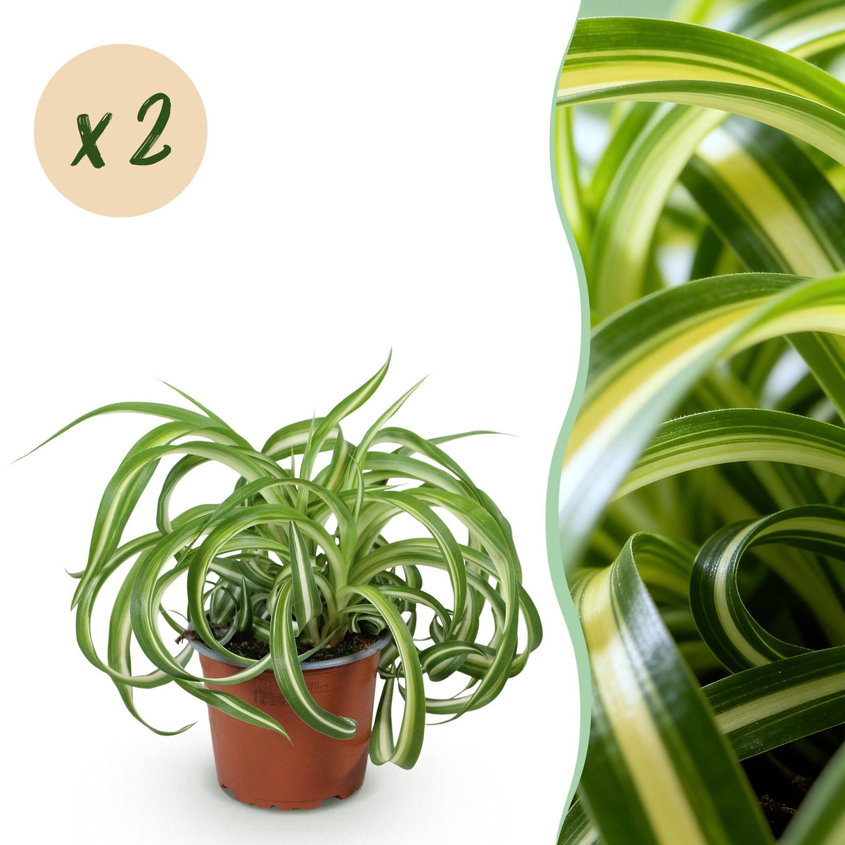 Livraison plante Chlorophytum comosum Bonnie