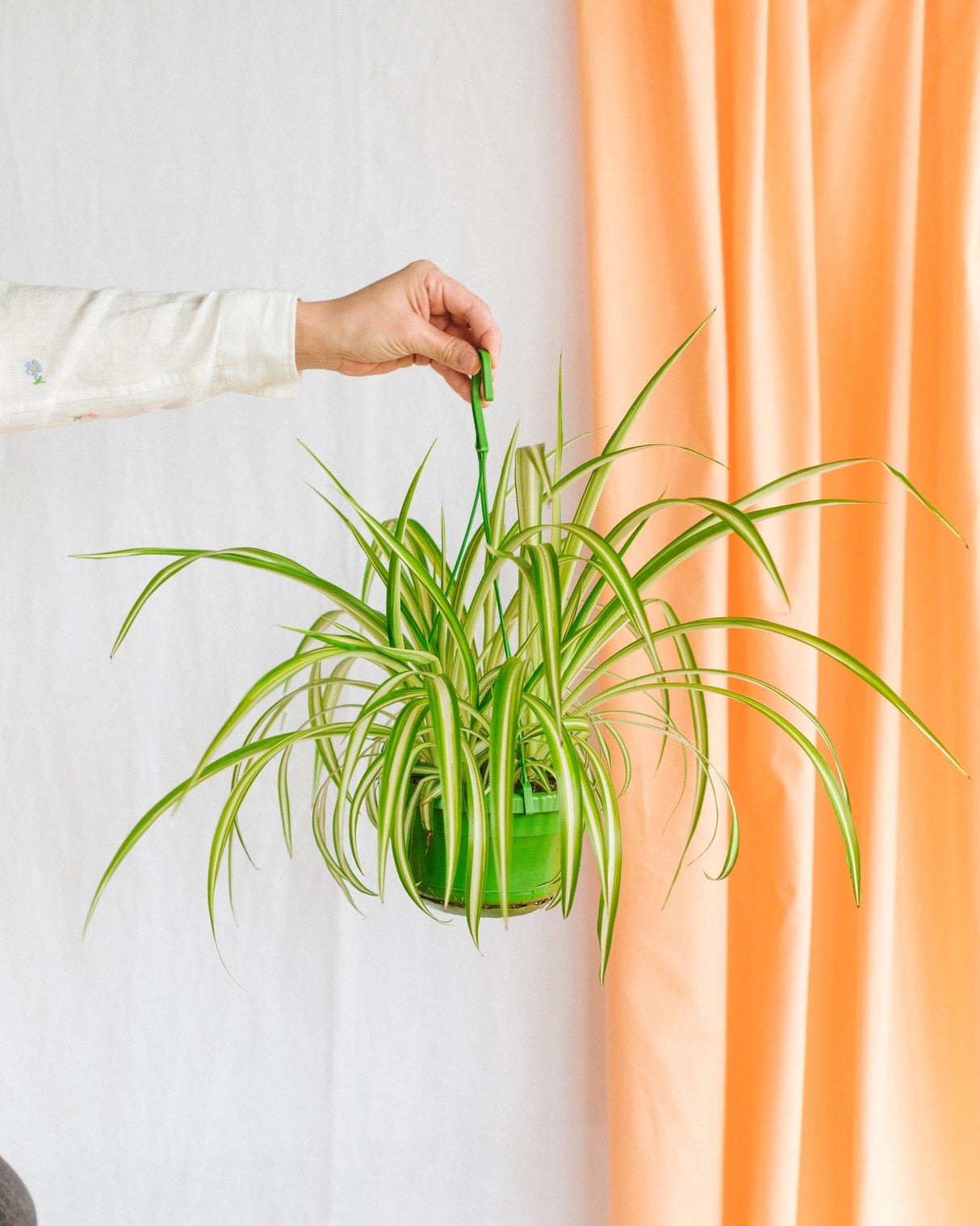 Livraison plante Chlorophytum Comosum 'Variegatum'