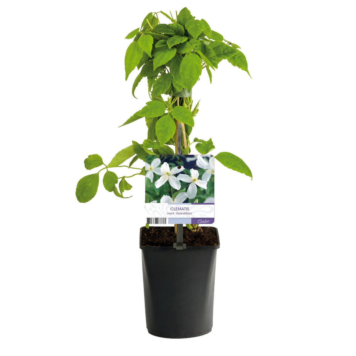 Livraison plante Clématite Montana Grandiflora – Lot de 2 – Pot 11 cm