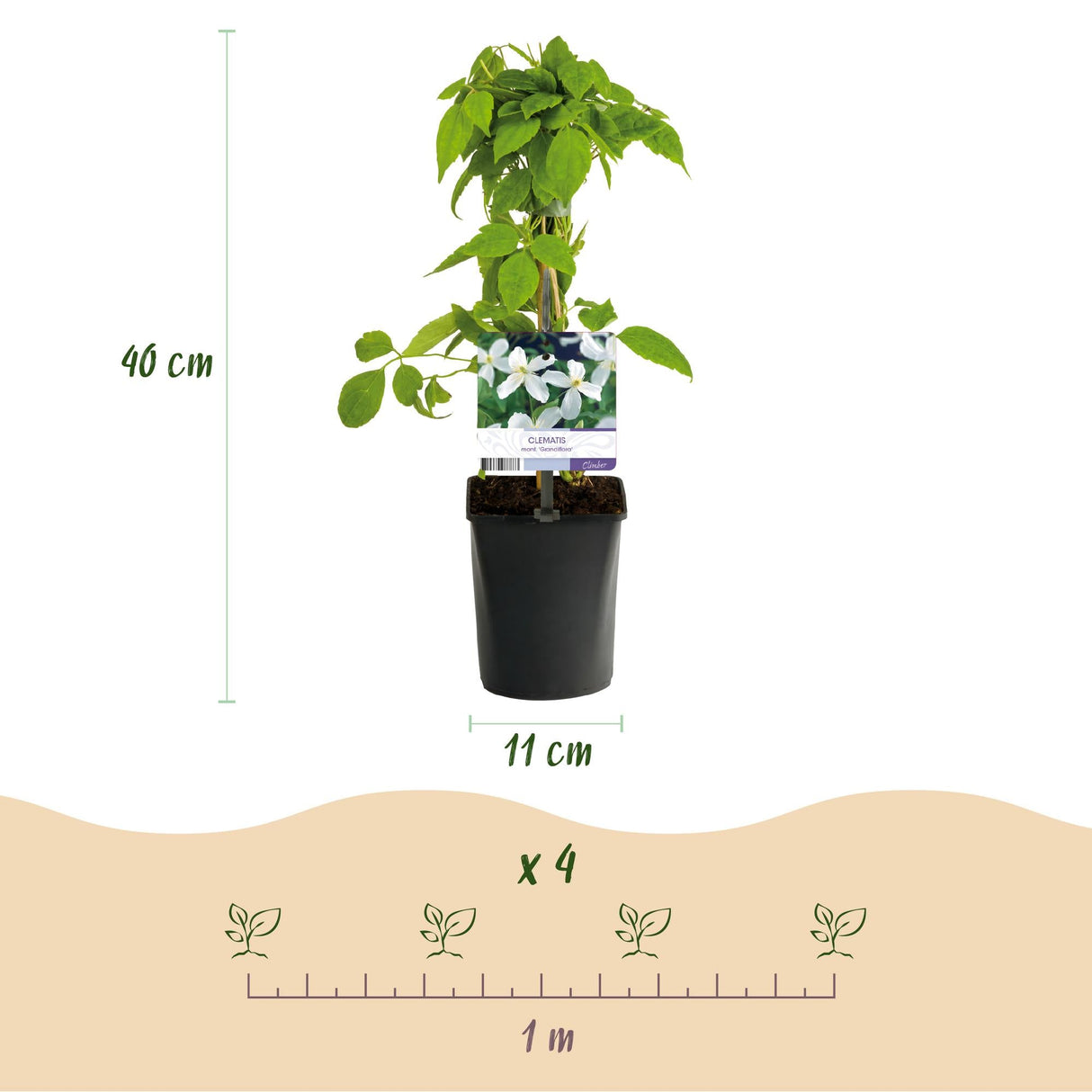 Livraison plante Clématite Montana Grandiflora – Lot de 2 – Pot 11 cm