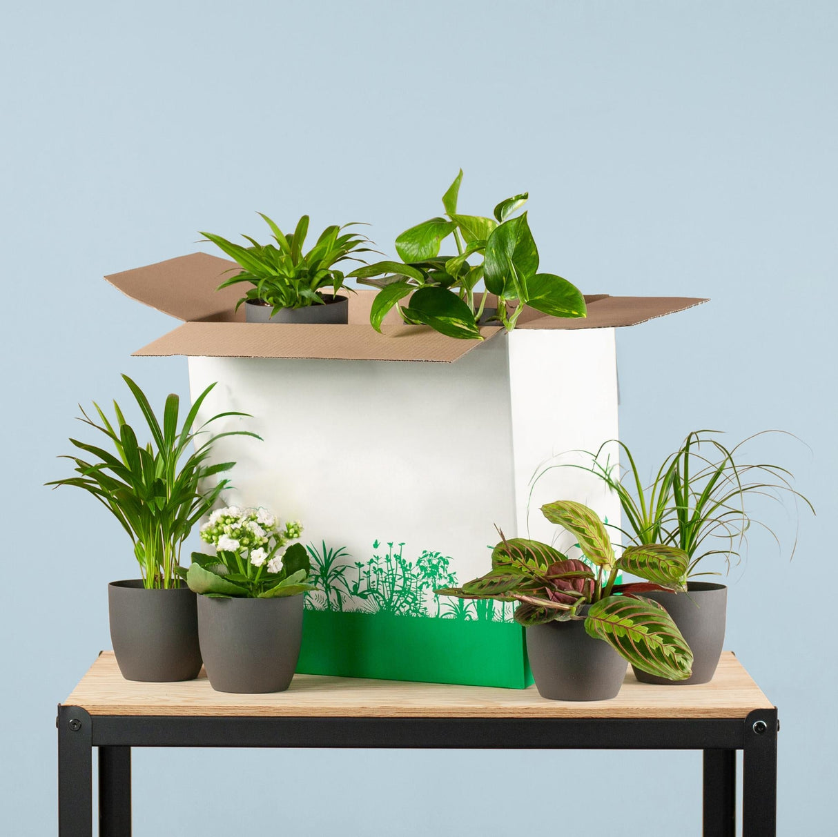 Livraison plante Coffret – Plantes seconde vie