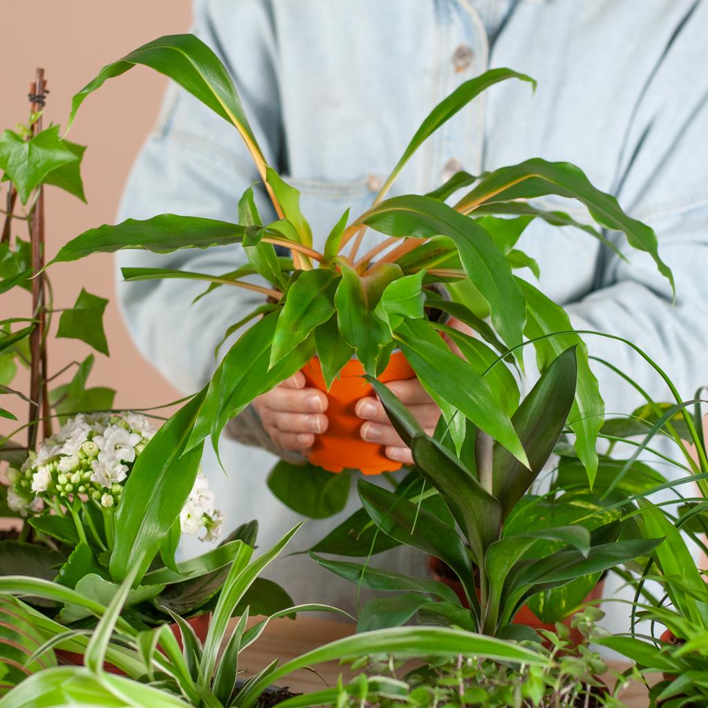 Livraison plante Coffret – Plantes seconde vie