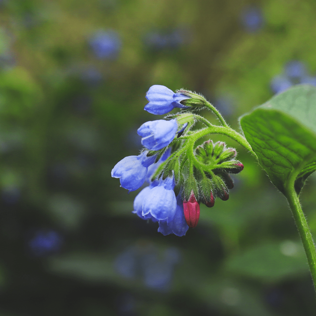 Livraison plante Consoude bleu