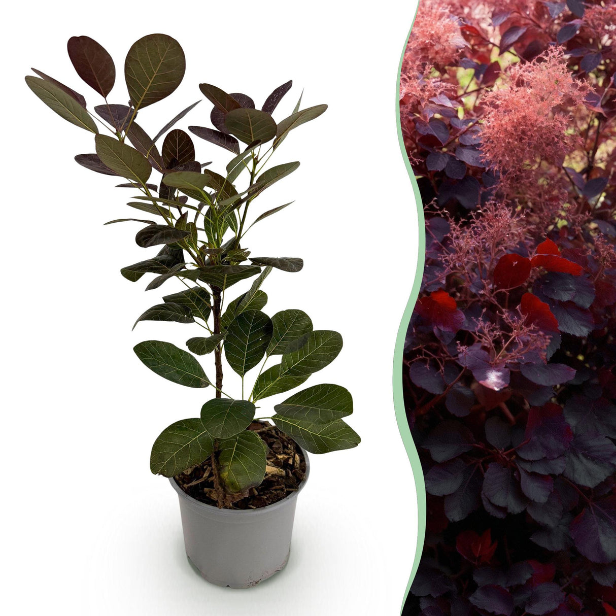 Livraison plante Cotinus coggygria Royal Purple – Pot 12 cm – Hauteur 35 cm