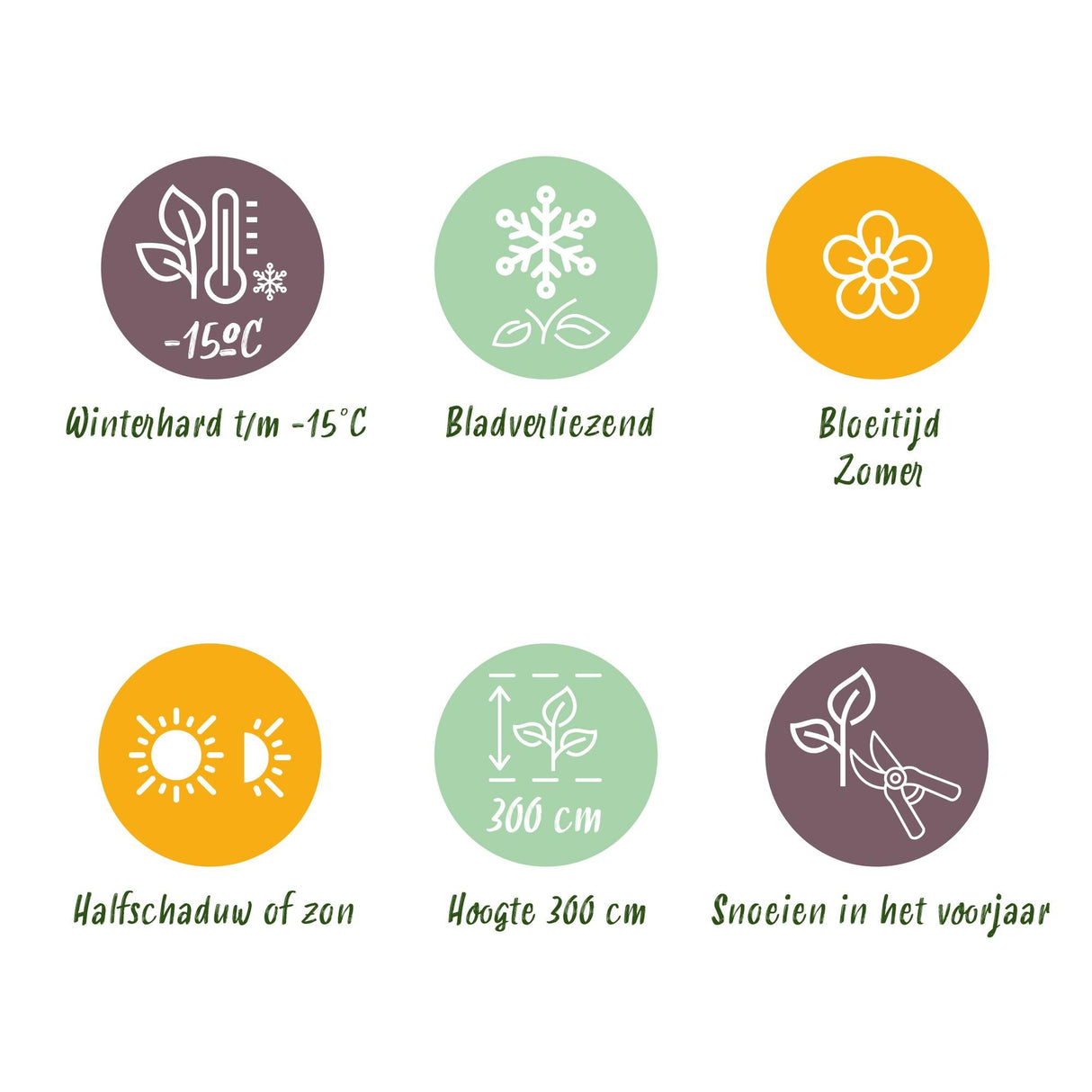 Livraison plante Cotinus coggygria Royal Purple – Pot 12 cm – Hauteur 35 cm