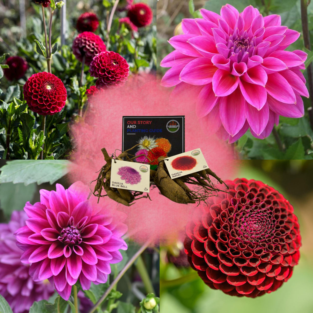 Livraison plante Dahlia Bulbes - Mix Gerard's Darlings, Natal & Blue Bell, 2 pièces