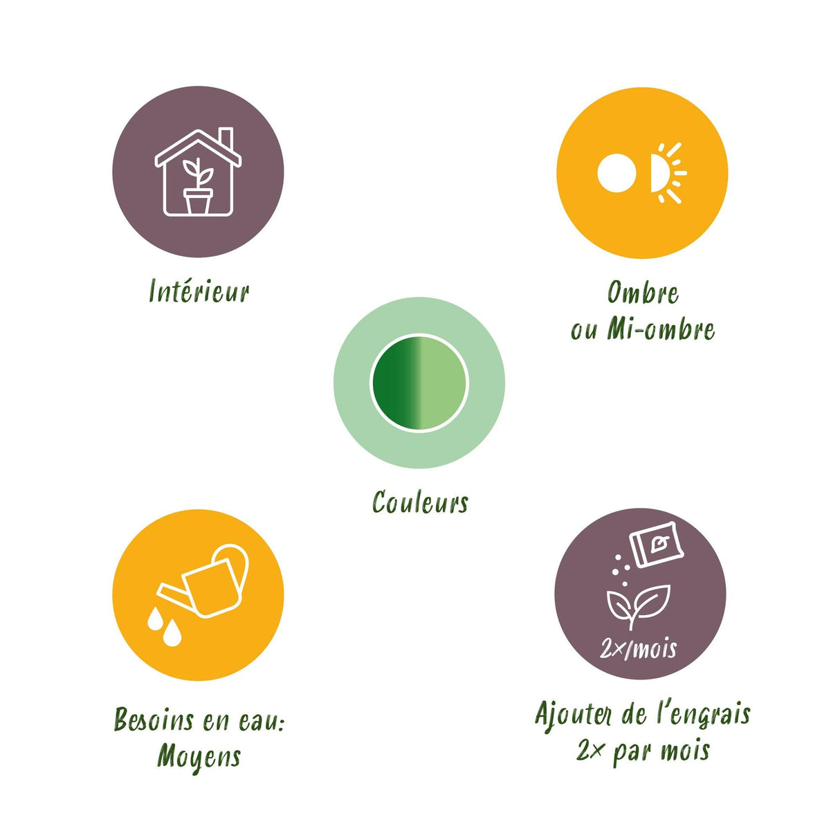 Livraison plante Dieffenbachia Camilla – Pot 17 cm – Hauteur 45 - 50 cm X2