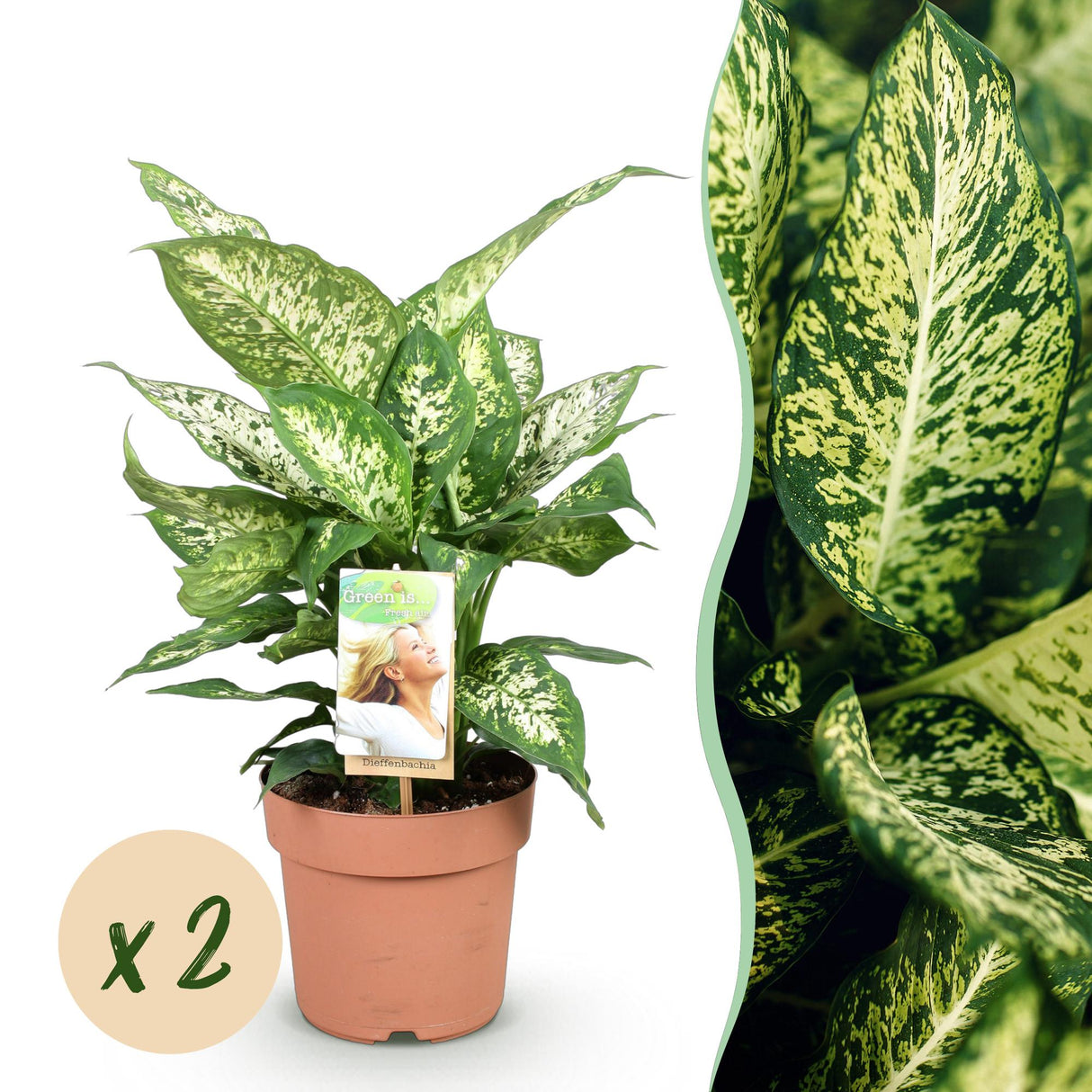 Livraison plante Dieffenbachia Compacta – Lot de 2 – Pot 17 cm
