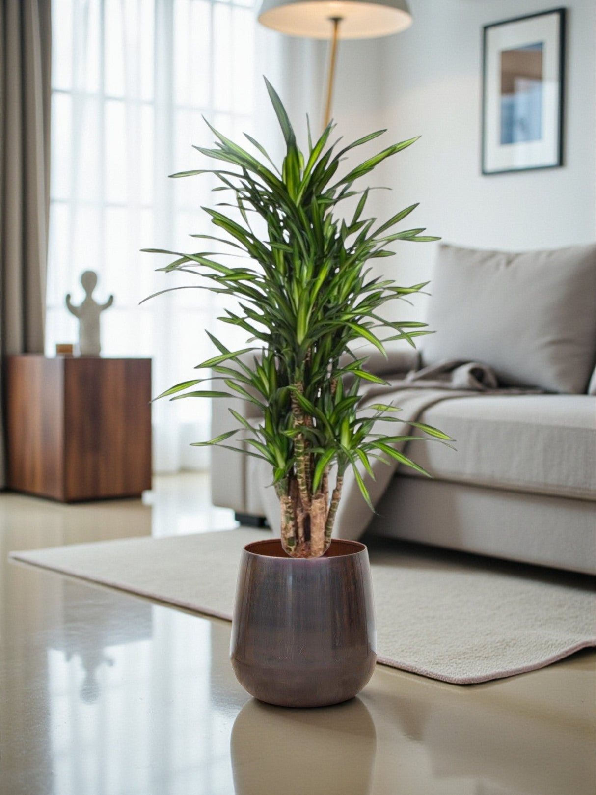 Livraison plante Dracaena Riki