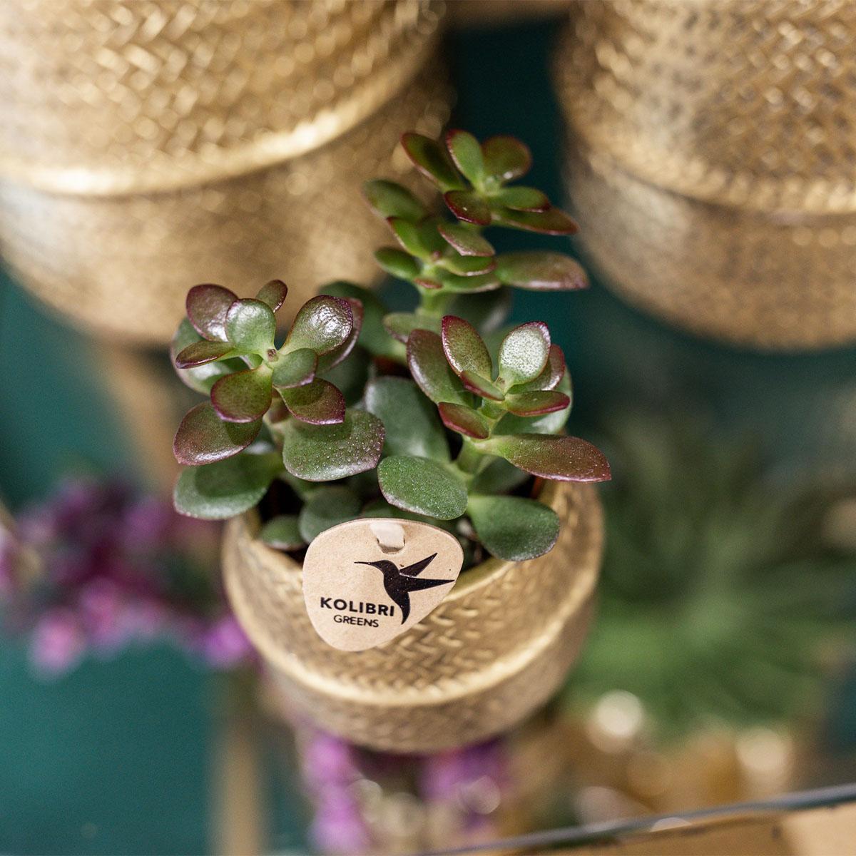 Livraison plante Duo Orchidée Phalaenopsis blanche et Crassula Ovata et leurs caches - pots en céramique doré