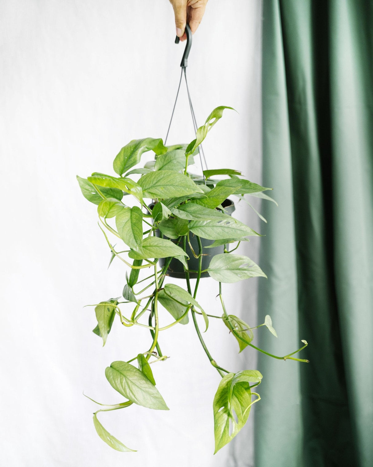 Livraison plante Epipremnum Cebu Blue